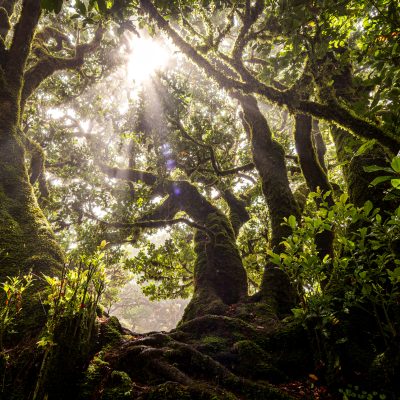 Close-up view of the branches of a laurel tree overgrown with moss and ferns in the mystical and creepy Fanal forest on Madeira, Portugal Fanal Forest, Madeira, Portugal - September 3rd 2023: Ancient, mighty laurel trees grow on the mist-shrouded mountainsides. These trees provide habitat for mosses, ferns and other plants that mystically overgrow the old, twisted branches and tree trunks. Close-up view of the tree crown.
No people visible.