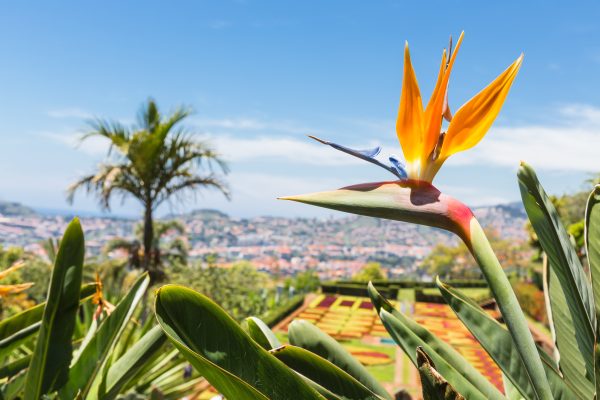 Madeira bloemeneiland